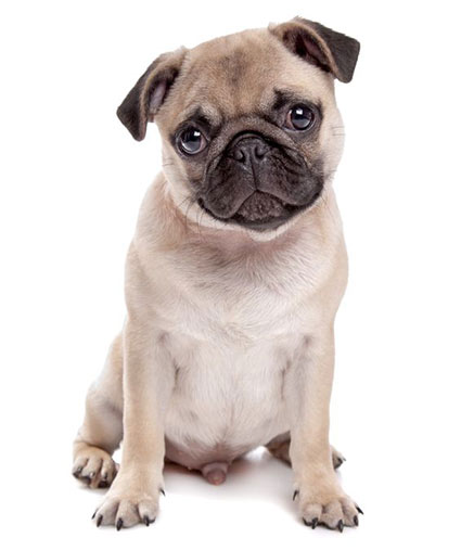 Happy Pets Veterinary Pug dog in front of a white background