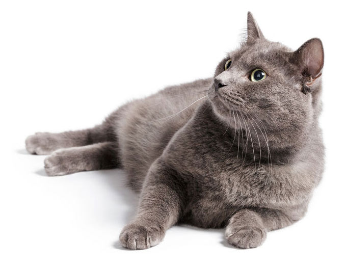 Happy Pets Veterinary british shorthair cat with green eyes